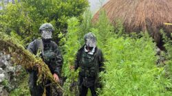 Langkah Tegas Demi Masa Depan Papua: 5.000 Batang Ganja Berhasil Diungkap Koops TNI Habema