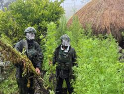 Langkah Tegas Demi Masa Depan Papua: 5.000 Batang Ganja Berhasil Diungkap Koops TNI Habema