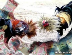 Dugaan Sabung Ayam di Tiga Kecamatan Kediri Jadi Ujian Serius Bagi Ketegasan Aparat