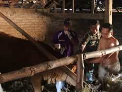 Melampaui Target: TMMD 129 Bojonegoro dan Disnakkan Sentuh Nadi Ekonomi Warga Lewat Layanan Kesehatan Hewan