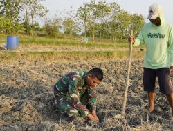 Menabur Bibit, Memupuk Kemanunggalan: Aksi Serda Rizky Turun Sawah di TMMD 129 Bojonegoro