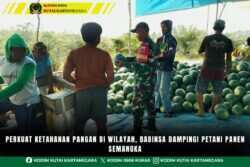 Perkuat Ketahanan Pangan Di Wilayah, Babinsa Dampingi Petani Panen Semangka