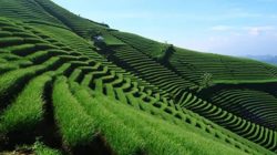 Lanskapnya bukan dibentuk sebagai taman wisata, tetapi lahir dari aktivitas pertanian masyarakat yang berlangsung di kawasan perbukitan