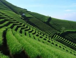 Lanskapnya bukan dibentuk sebagai taman wisata, tetapi lahir dari aktivitas pertanian masyarakat yang berlangsung di kawasan perbukitan