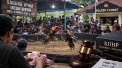 Weru Kandat Diselimuti Isu Judi Sabung Ayam, Aparat Dituntut Transparan