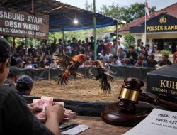 Weru Kandat Diselimuti Isu Judi Sabung Ayam, Aparat Dituntut Transparan