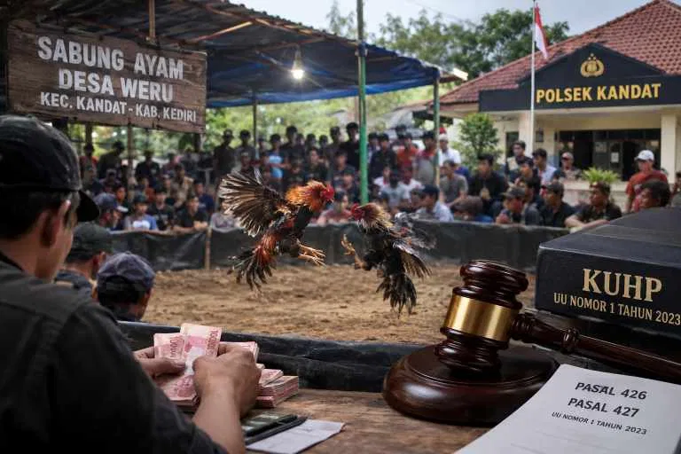 Weru Kandat Diselimuti Isu Judi Sabung Ayam, Aparat Dituntut Transparan