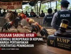 Sabung Ayam Kembali Beroperasi di Kecamatan Kepung Kabupaten Kediri, Hukum Kembali Diuji