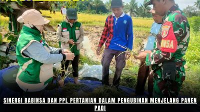 Sinergi Babinsa dan PPL Pertanian dalam Pengubinan Menjelang Panen Padi
